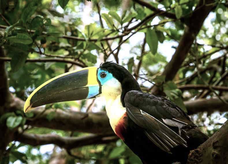 Birds and Animals found in Tambopata